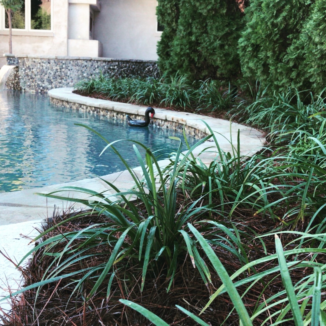 Pool Install with Landscaping